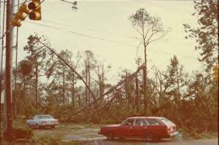 Hurricane Frederic - trees fallen