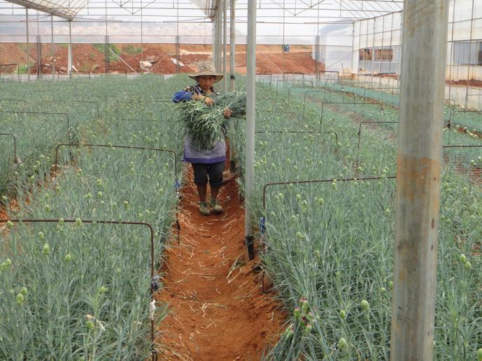 Flower Farm in China