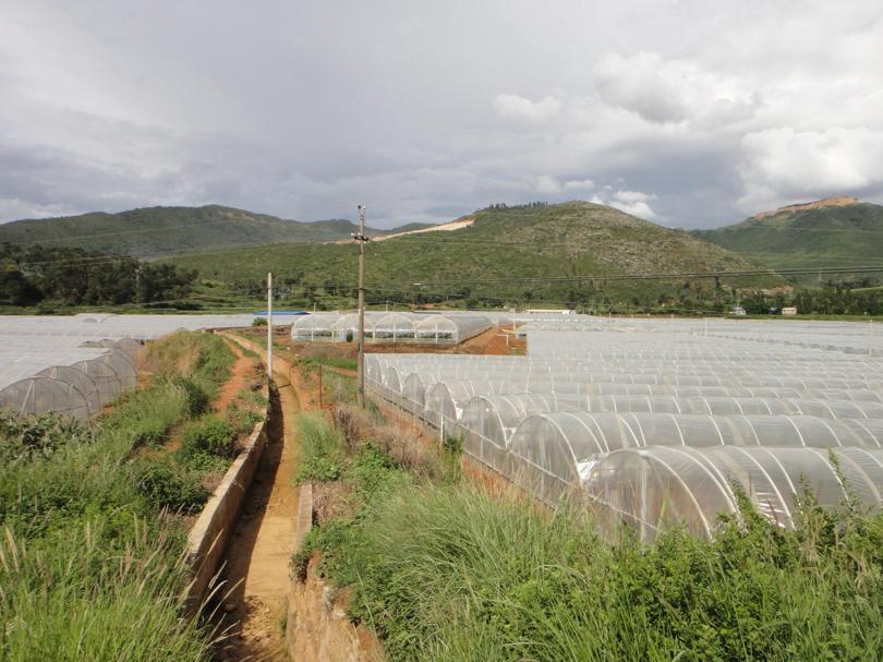 Flower Farm in China