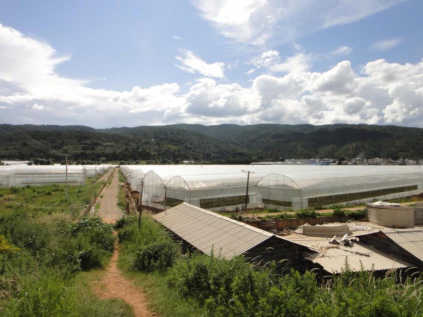 Flower Farm in China
