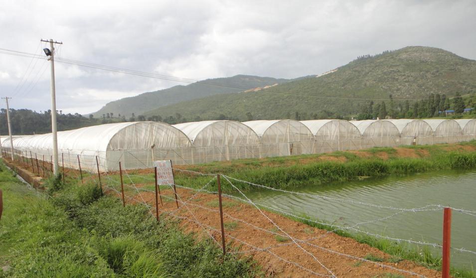 Flower Farm in China