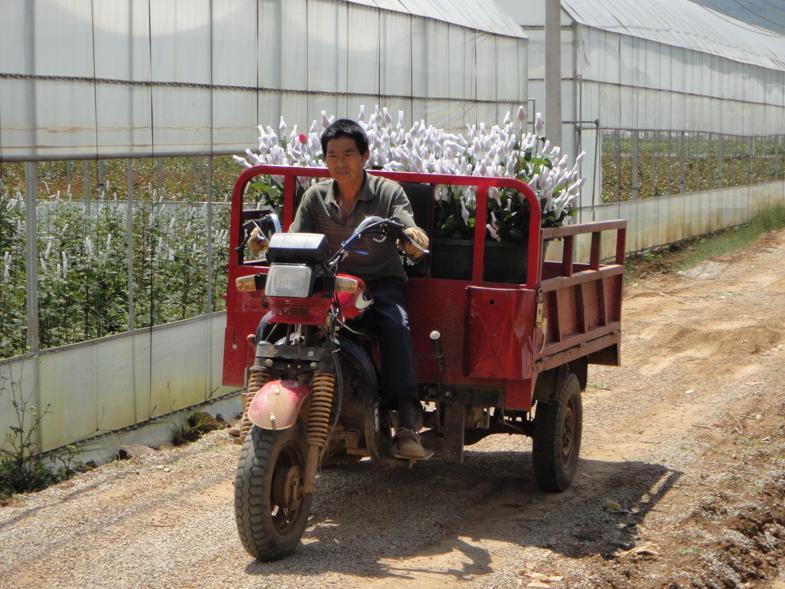 Flower Farm in China