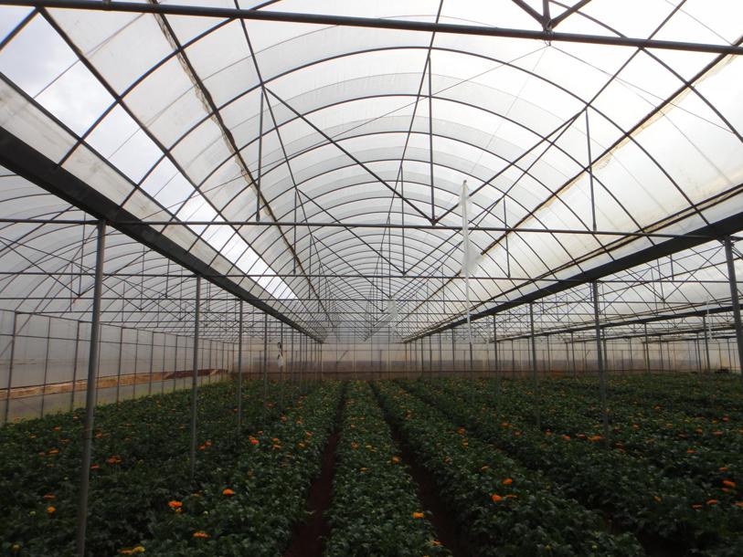 Flower Farm in China