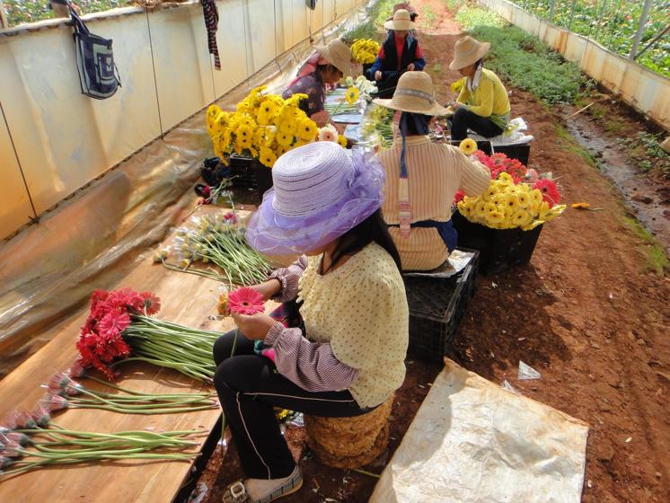 Flower Farm in China