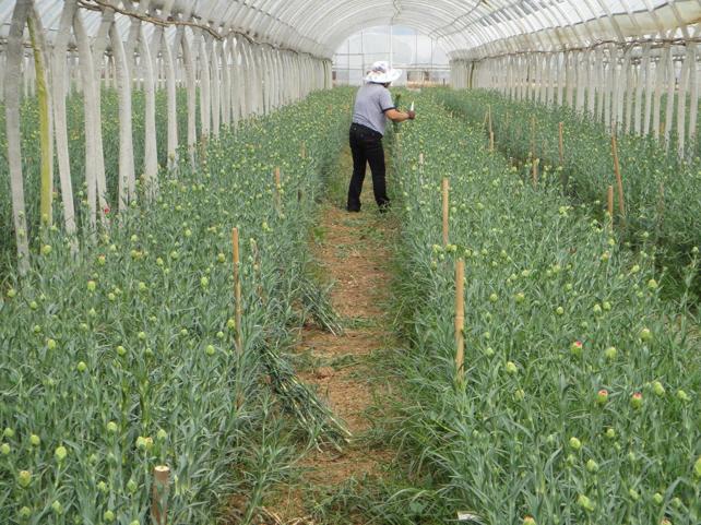 Flower Farm in China
