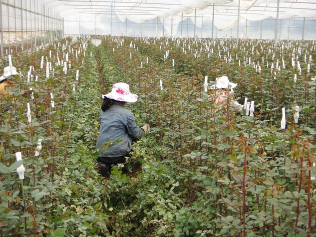 Flower Farm in China