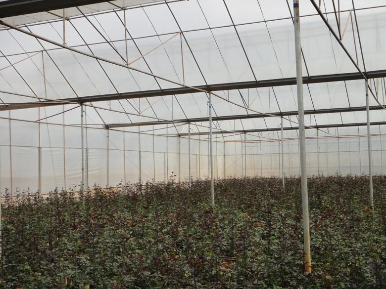 Flower Farm in China