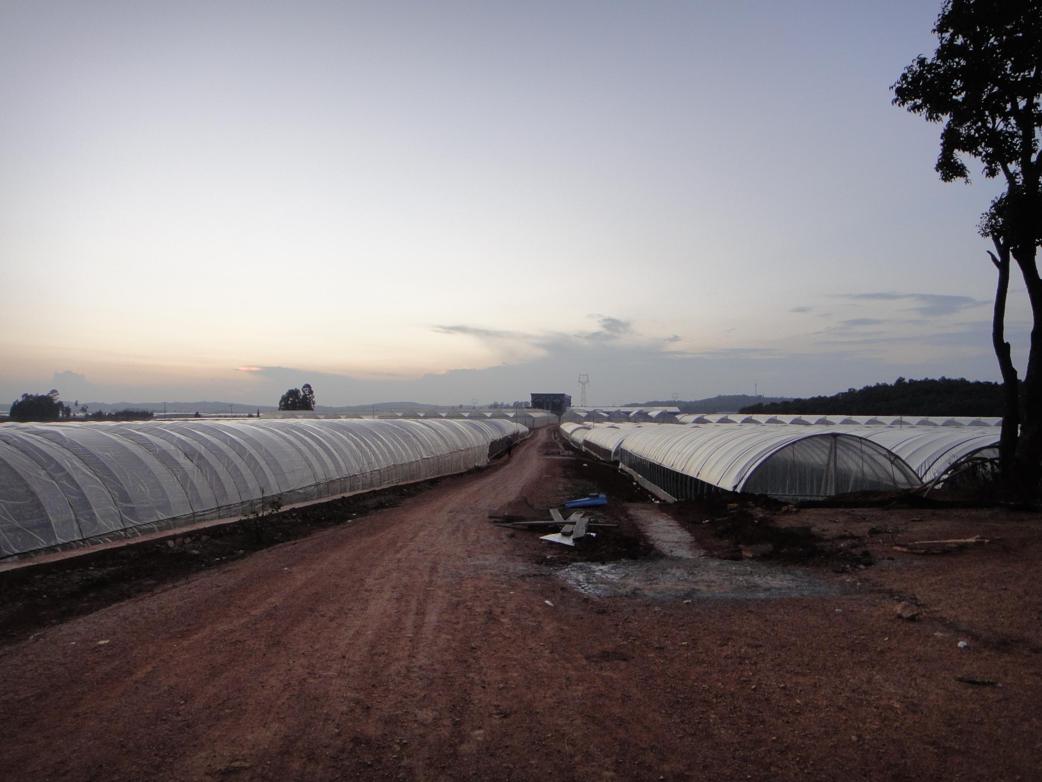 Flower Farm in China