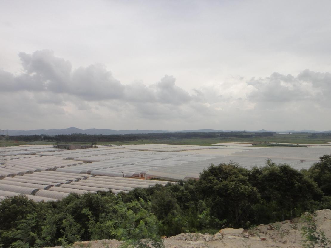 Flower Farm in China