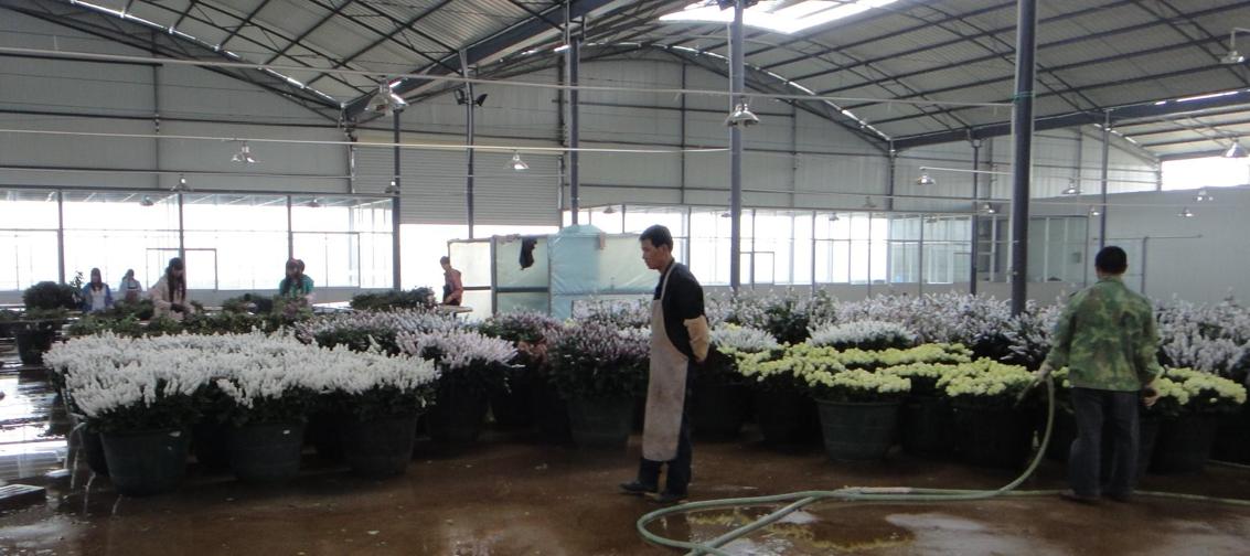 Jin Yuan Flower Company in Yunnan