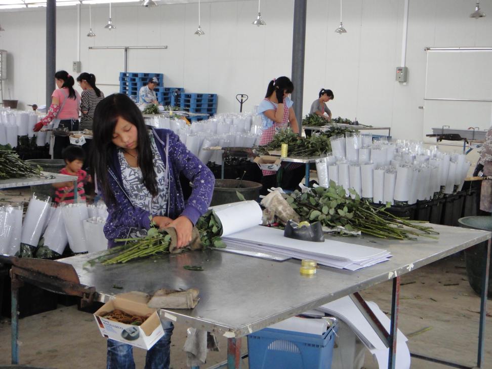 Jin Yuan Flower Company in Yunnan