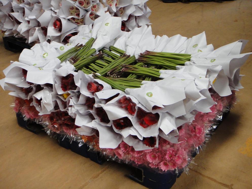 Jin Yuan Flower Company in Yunnan