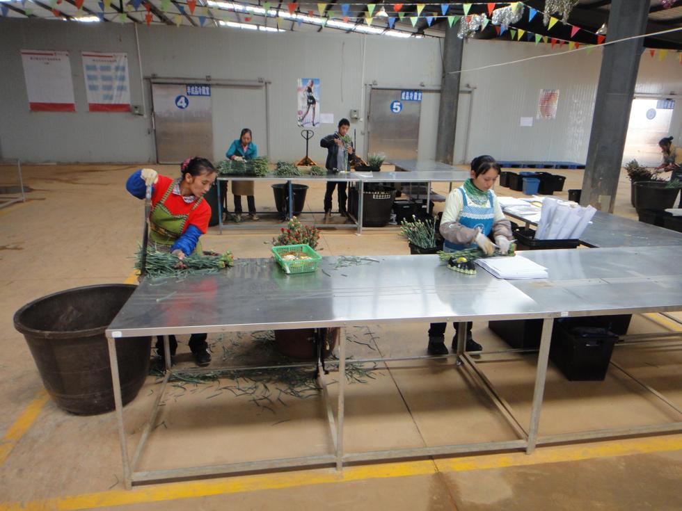 Jin Yuan Flower Company in Yunnan