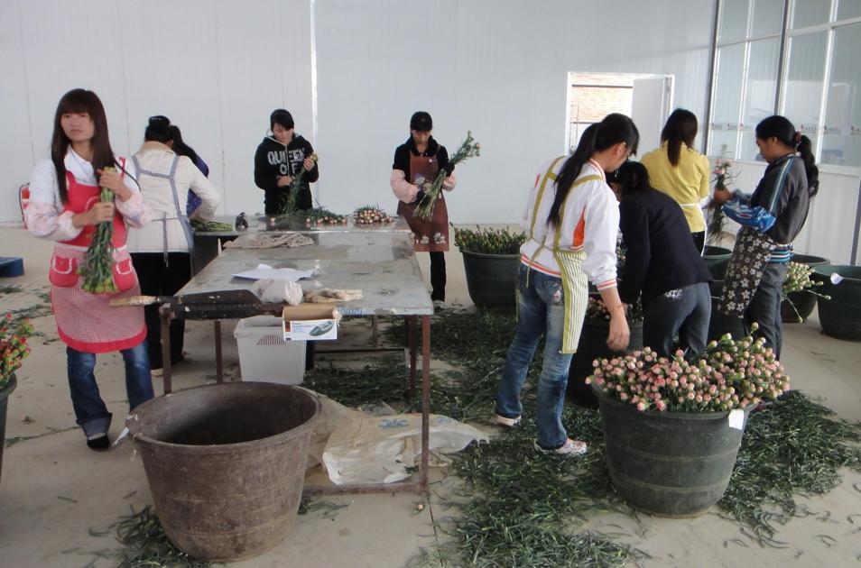 Jin Yuan Flower Company in Yunnan