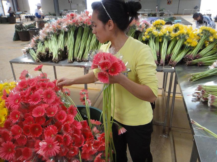 Jin Yuan Flower Company in Yunnan