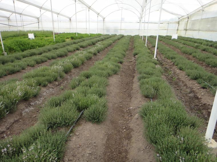 Colombia Herb Farm