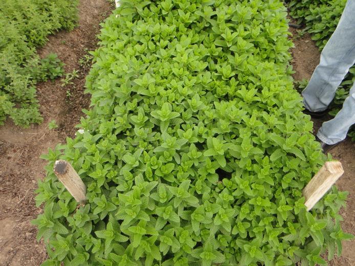 Colombia Herb Farm