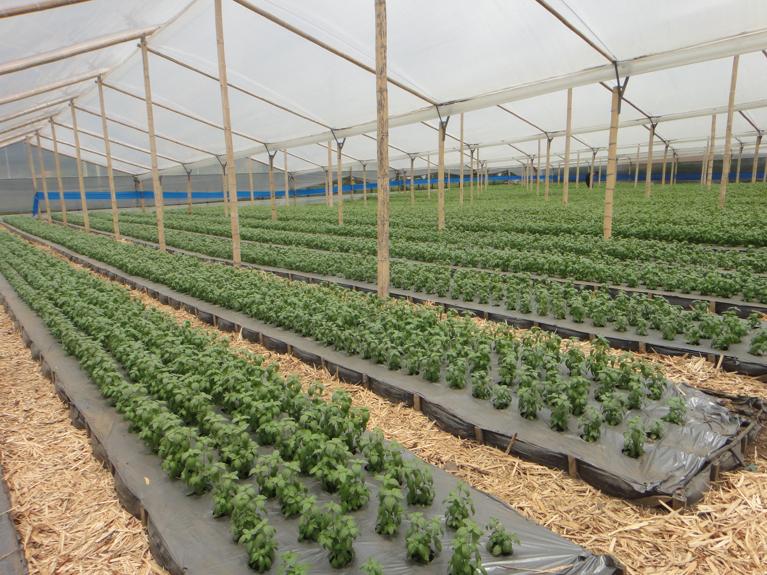 Colombia Herb Farm