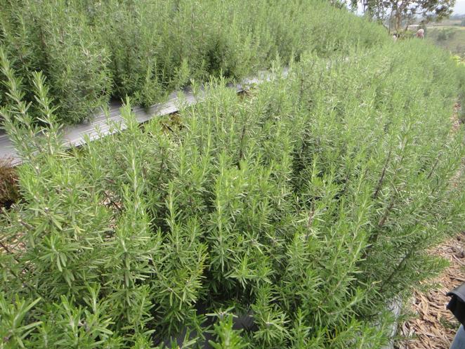 Colombia Herb Farm