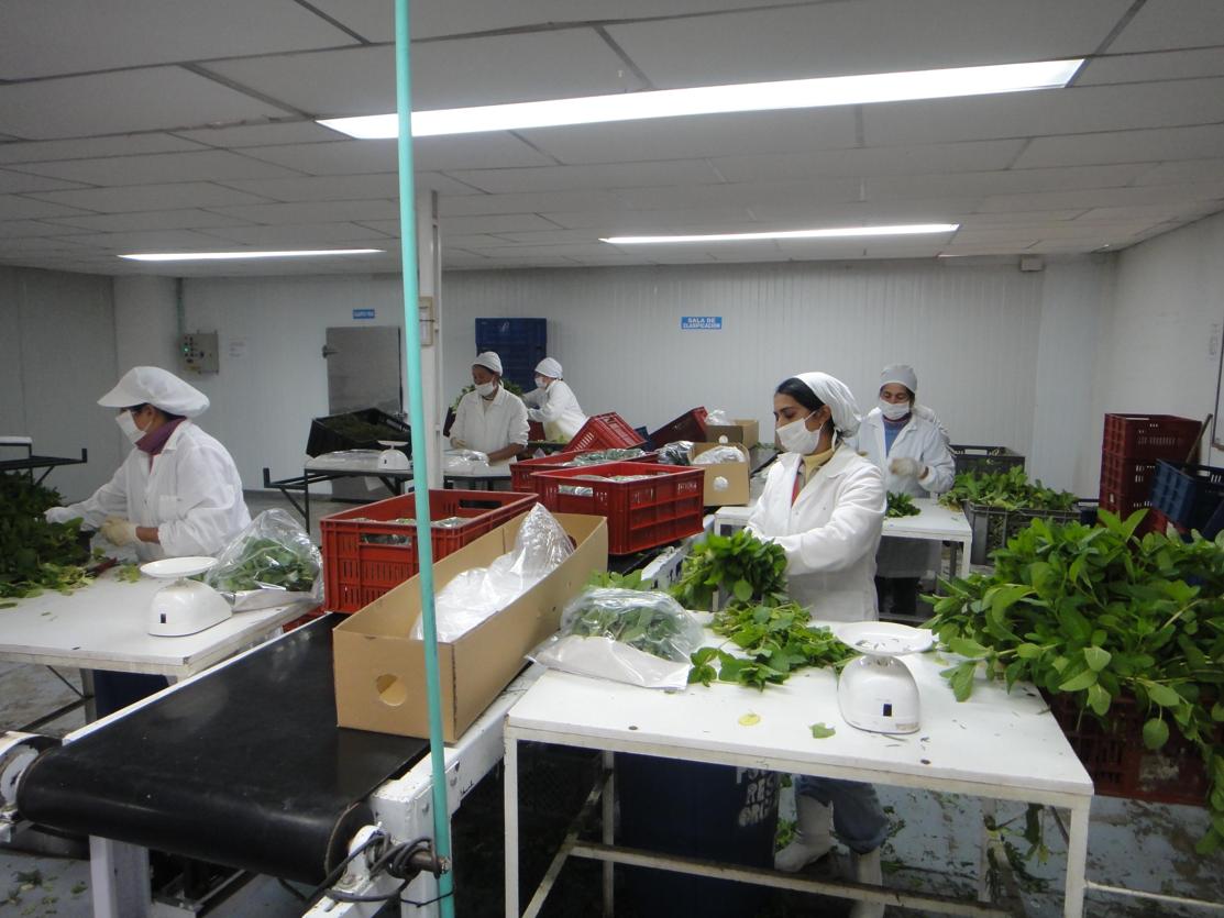 Fresh Herb Processing