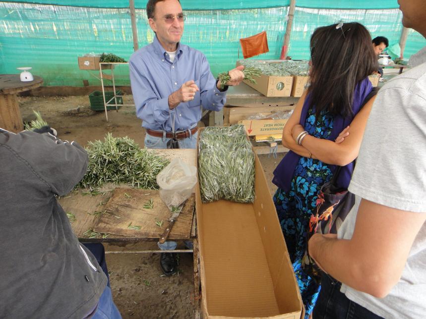 Fresh Herb Processing