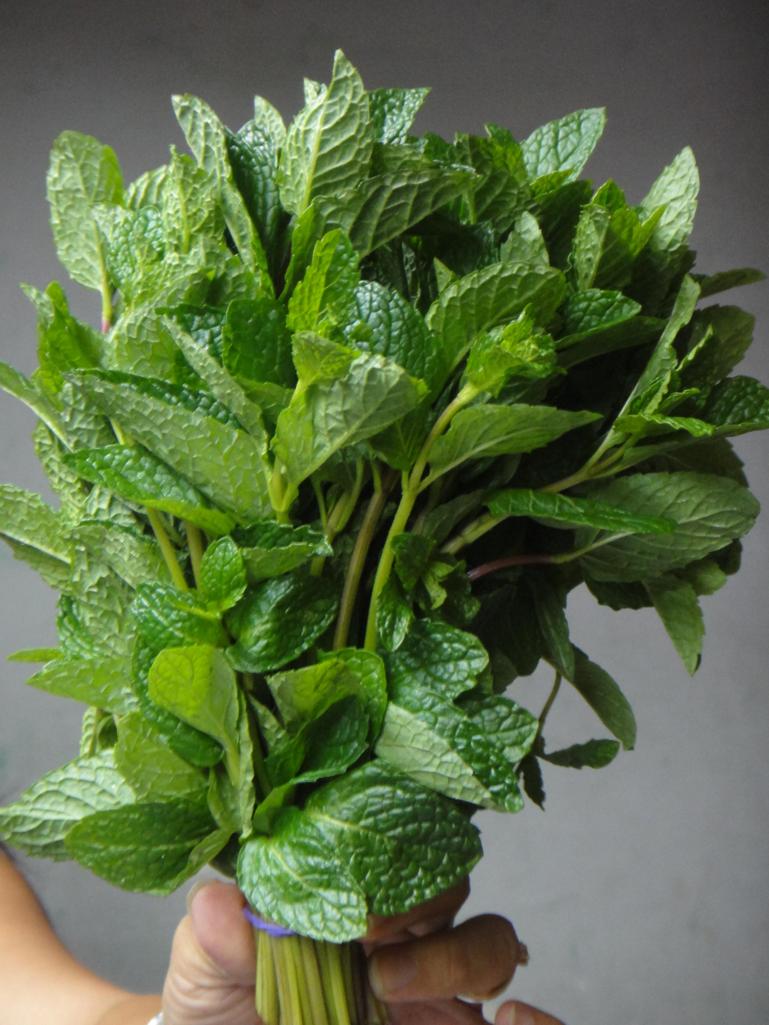 Fresh Mint Bunch
